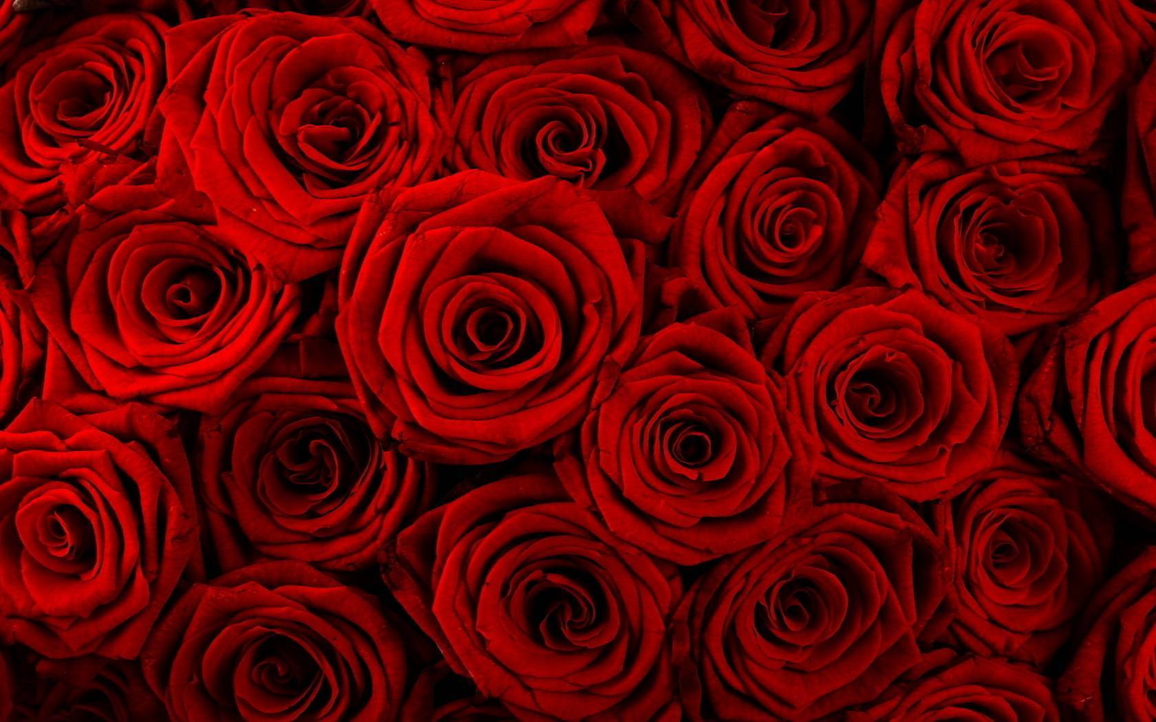 Виды и сорта роз: фото, названия, описание цветов какие бывают виды роз