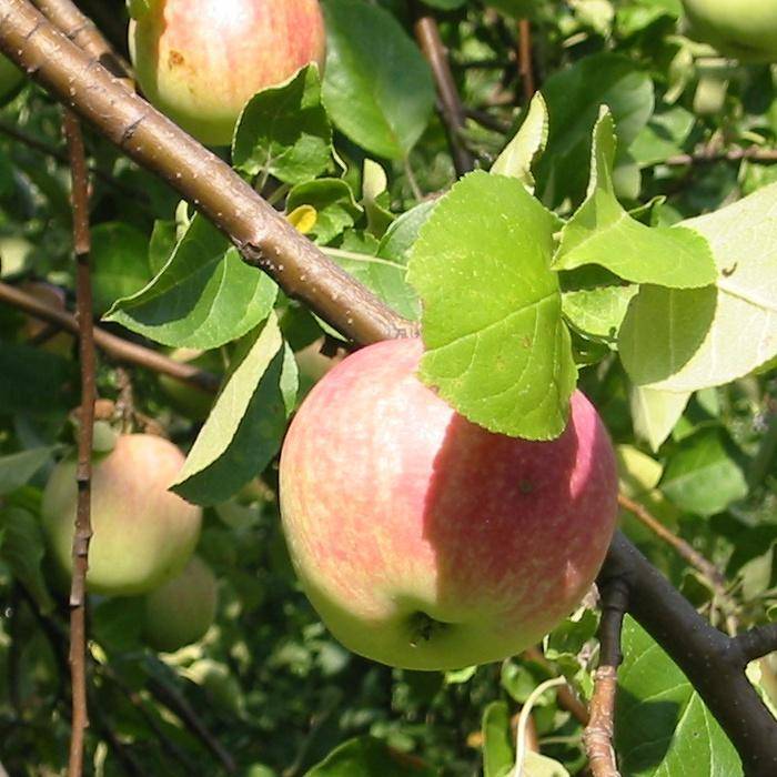 Агротехника выращивания яблони «орловим»