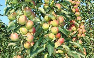 Уход за колоновидными яблонями – практическое руководство для новичков