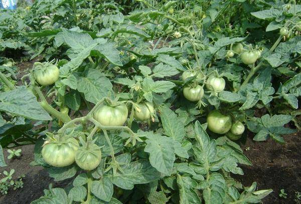 Почему в теплице томаты начинают жировать