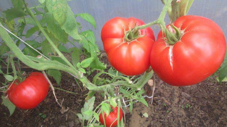 Сорт помидор "безрассадный": описание томатов, особенности ухода за почвой, полив, рассада, урожайность, характеристика плодов и подверженность вредителям