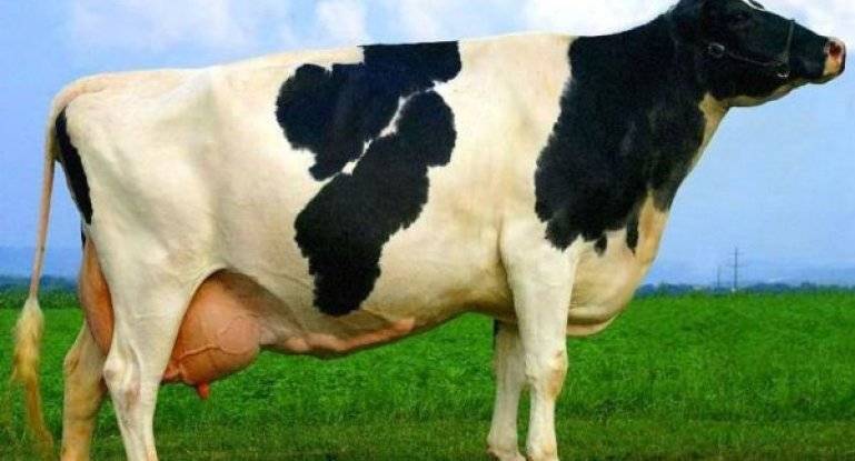 Стельность коровы | признаки стельности | определение стельности коровы