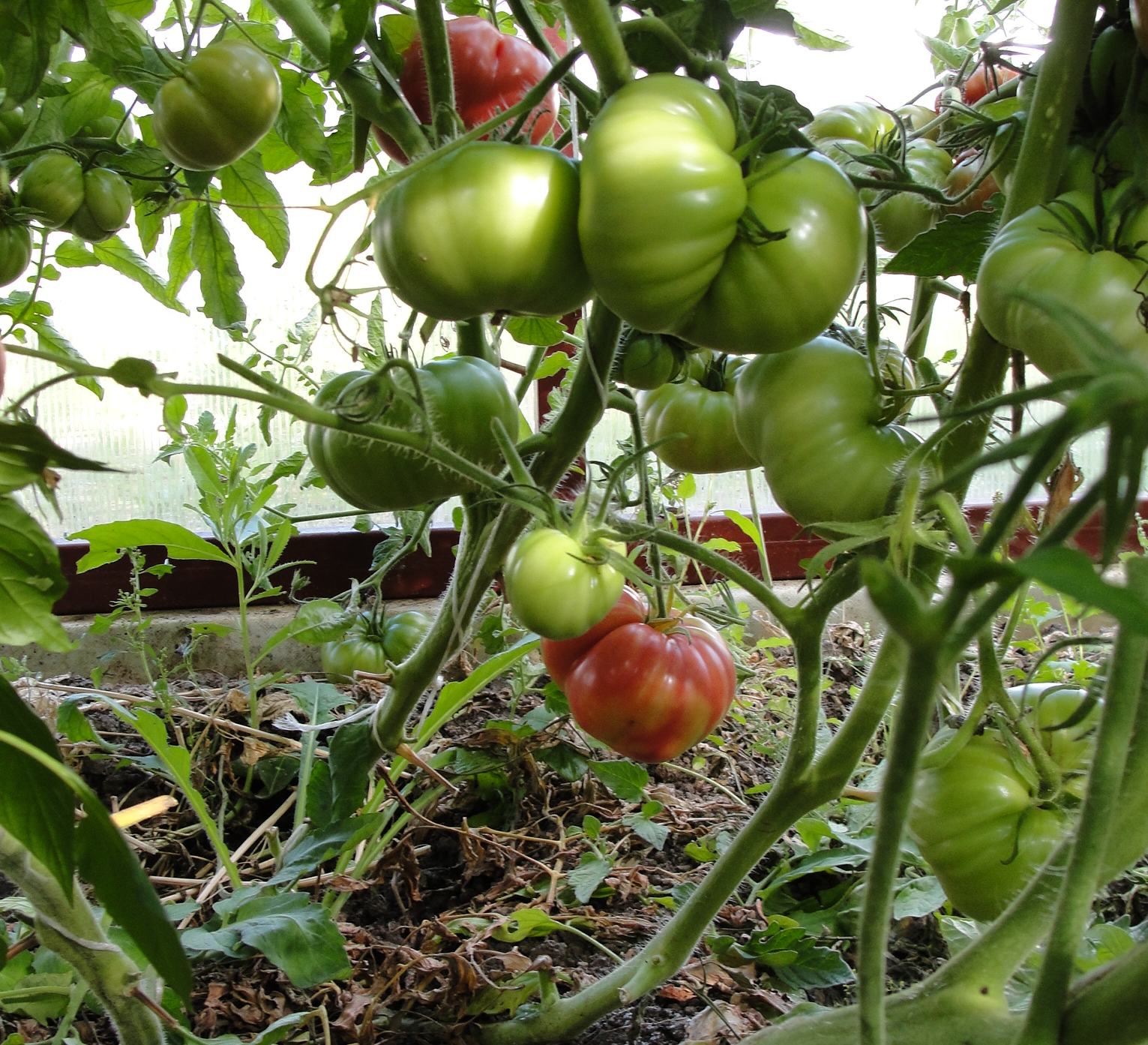 Советы по выращиванию томатов в открытом грунте