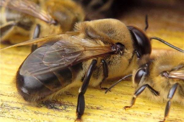 Пчелиная семья: матка, трутни и рабочие пчелы