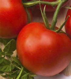 Лучшие способы полива рассады томатов в домашних условиях