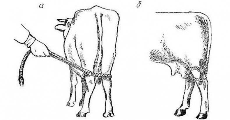 Что делать, если корова лягается (бьется) при доении?