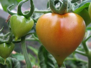 Надежда: описание сорта томата, характеристики помидоров, посев