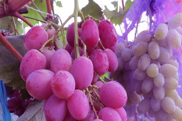 Виноград сорта анюта или любимица крайнова