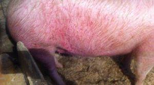 Чесотка у свиней. симптомы, причины и лечение саркоптоза с фото и видео