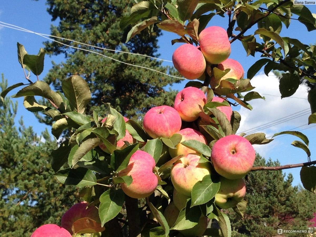 Скороплодная яблоня орловское полосатое: описание, фото