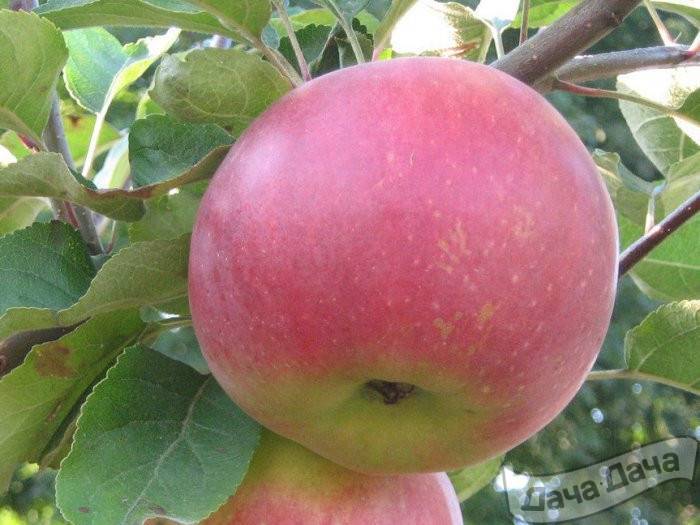 Зимняя яблоня белорусское сладкое