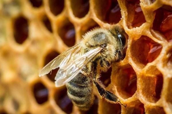 Пора медосбора, когда собирать мед у пчел