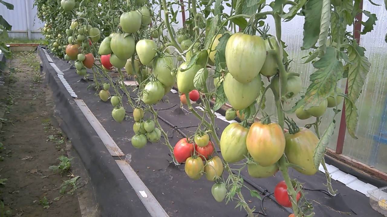 Как правильно поливать помидоры в теплице и в открытом грунте, и как часто это делать