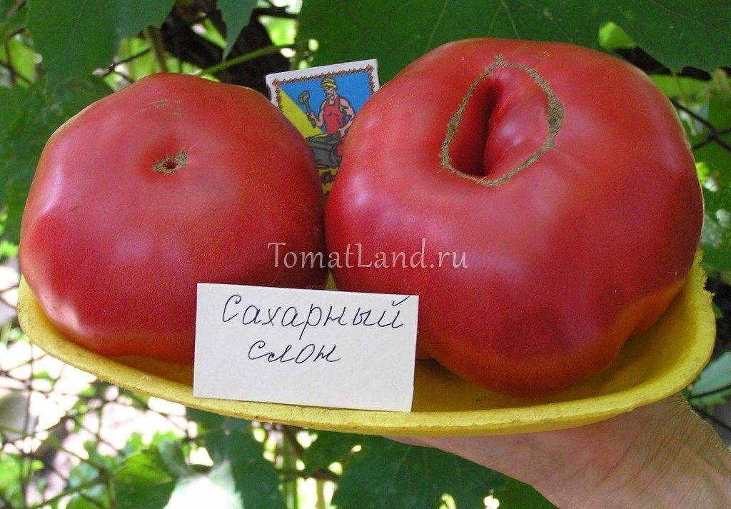 Самые сладкие и мясистые сорта помидоров для открытого и закрытого грунта