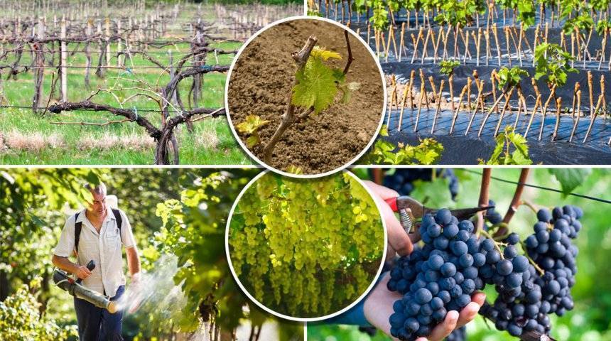 Посадка винограда весной саженцами: пошаговые инструкции