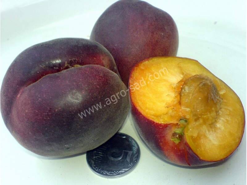 Характеристика и правила выращивания абрикоса чёрный принц