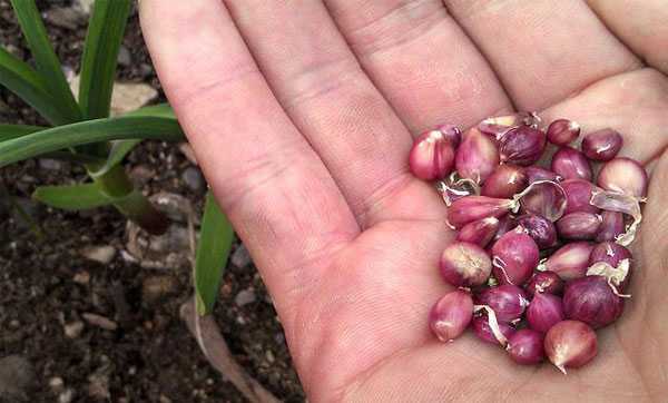 Как и зачем выращивать чеснок из бульбочек