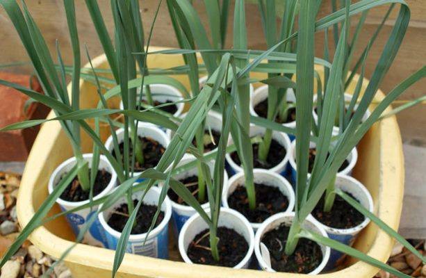 Выращивание лука-порей на грядке и в домашних условиях