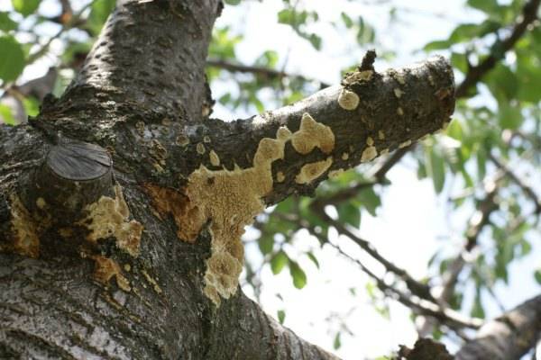Монилиоз вишни: как лечить вызванную грибками плодовую гниль