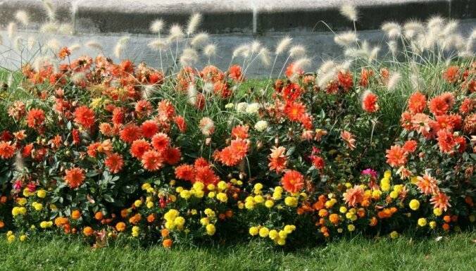 Низкорослые многолетние цветы для клумбы, которые цветут все лето