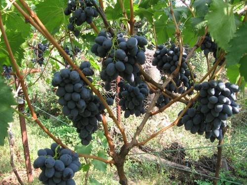 Виноград амурский — описание сорта, фото