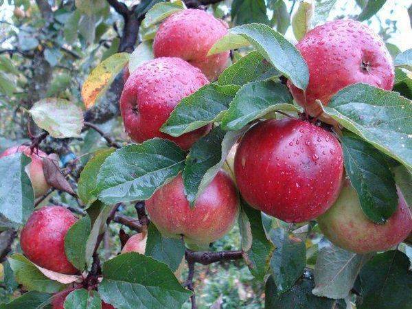 Крупноплодная яблоня лигол: описание, фото