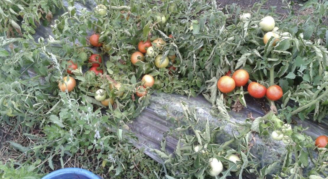Помидоры «оля»: описание, агротехника выращивания
