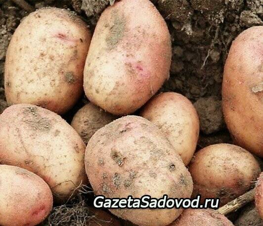 Как и зачем проводить обработку картофеля перед посадкой