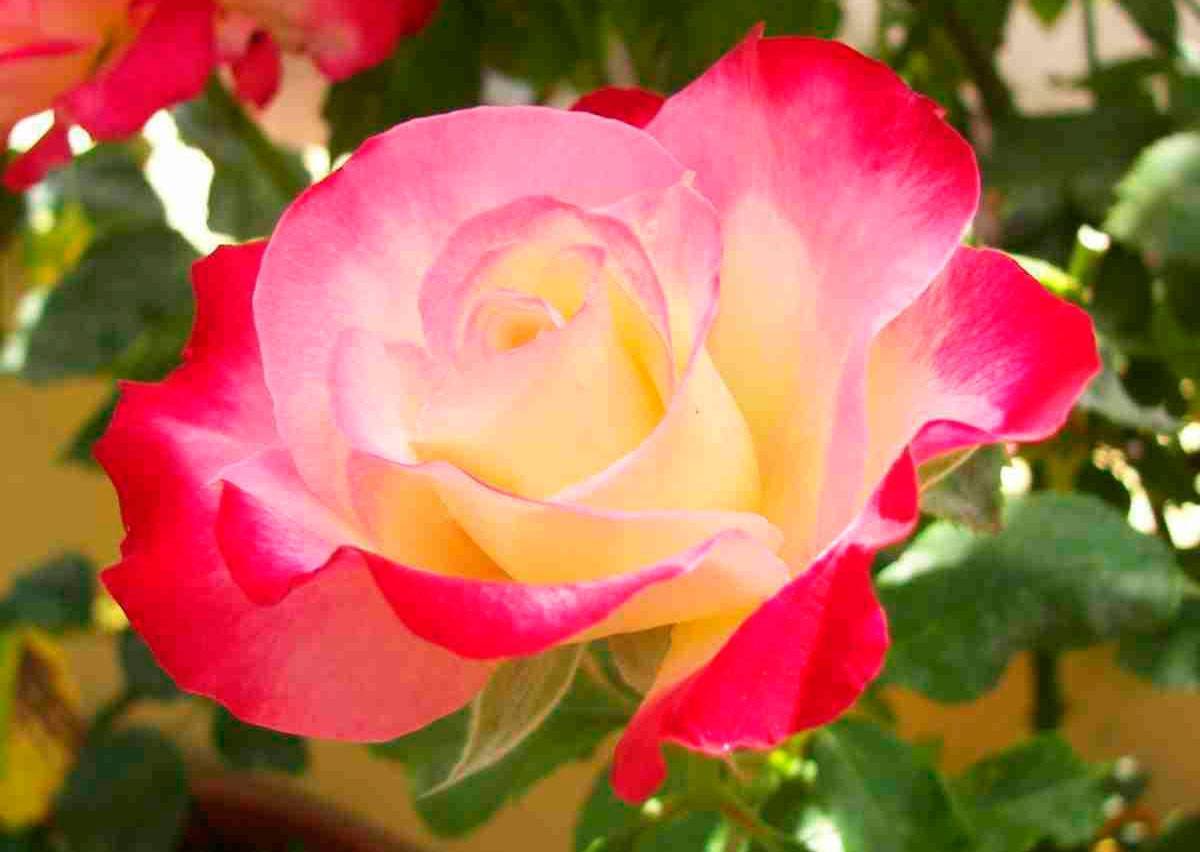 Розы садовые: уход и выращивание