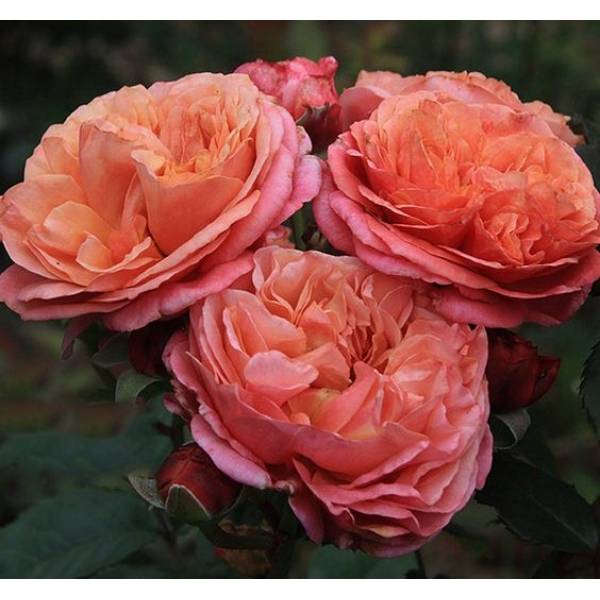 Роза мэри роуз (mary rose) — описание сорта и его особенности