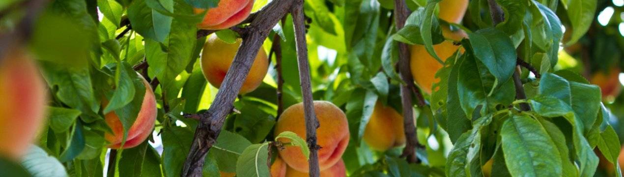 Технология посадки персика — как правильно вырастить дерево из черенка и семечки