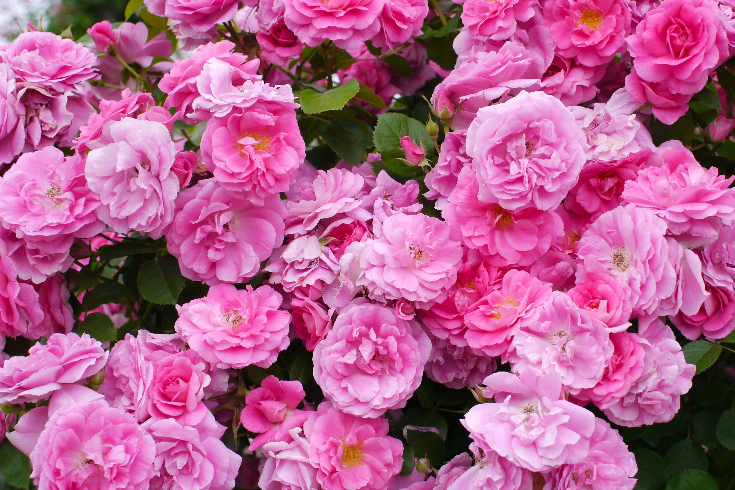 Какие розы самые устойчивые к морозу и холоду: канадская селекция | о розе