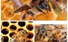 Как вывести пчел из роевого состояния — способы