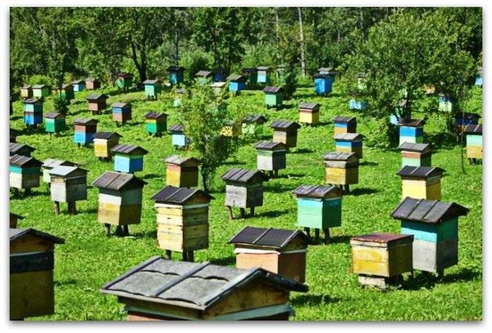 О содержании пчел на приусадебном участке: ветеринарные правила и нормативы