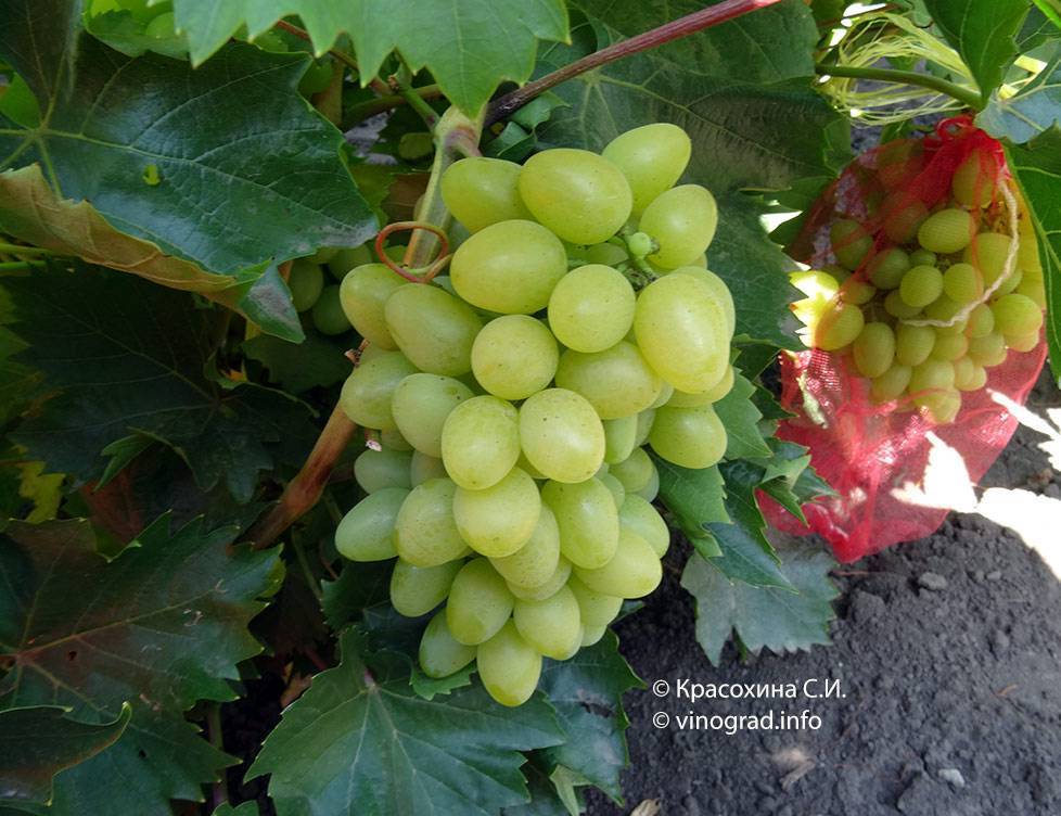 Белый столовый виноград «надежда аксайская»