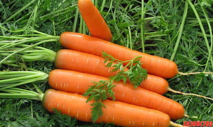 Выращивание моркови - все секреты и тонкости ухода