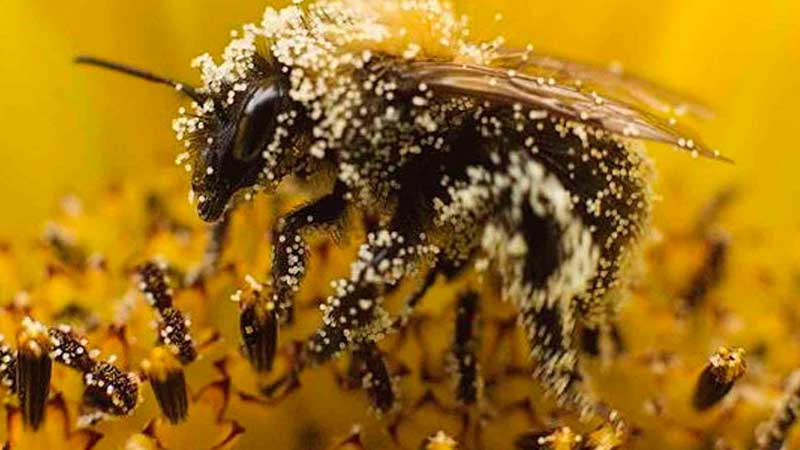 Чем полезна пчелиная пыльца