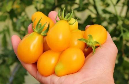 Универсальный скороспелый томат «сливка медовая» порадует садовода отличным урожаем вкусных помидор