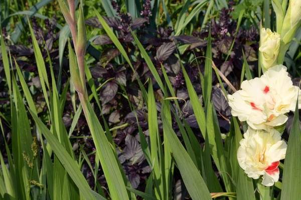 Почему гладиолусы вянут не расцветая