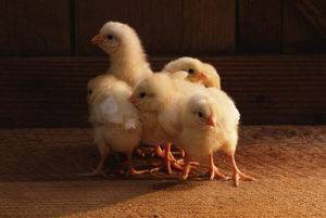 О тетрациклине для цыплят, бройлеров, кур: как разводить (дозировка с водой)