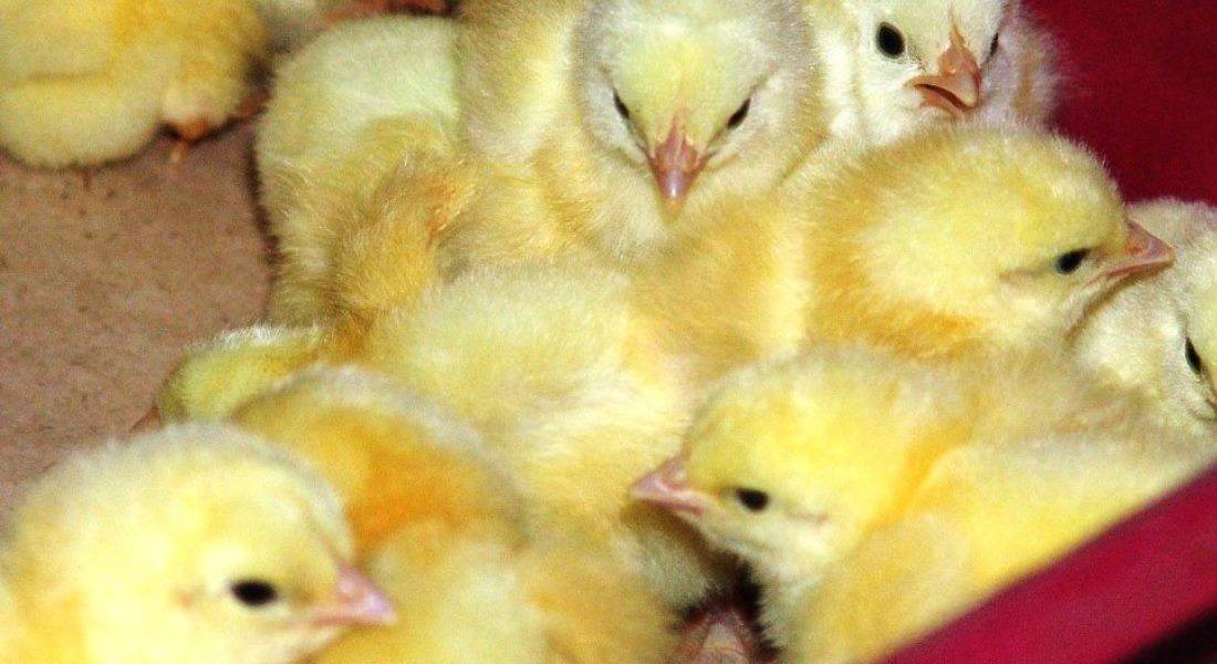 Чем пропоить цыплят для профилактики