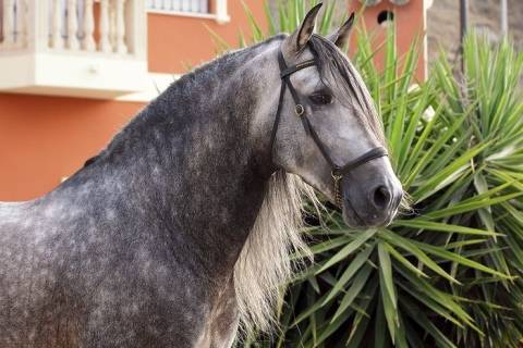 Андалузская порода лошади
