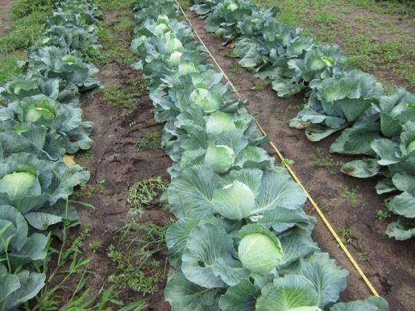 Все о выращивании цветной капусты: от посева семян до сбора урожая
