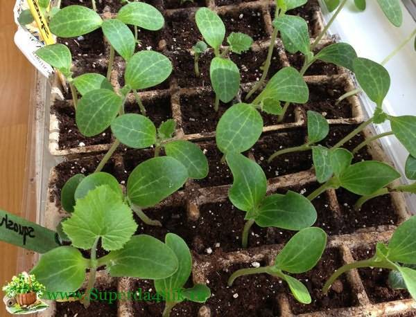 Как посадить огурцы в открытый грунт семенами