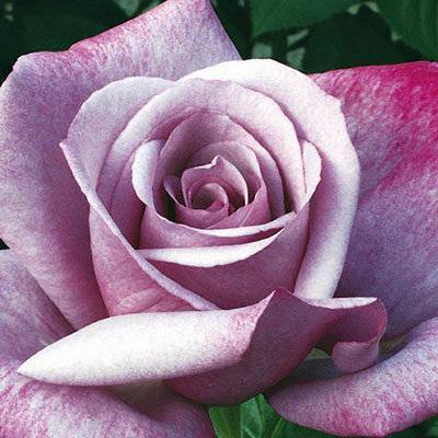 Роза голубой нил (blue nile) — характеристики сортового цветка
