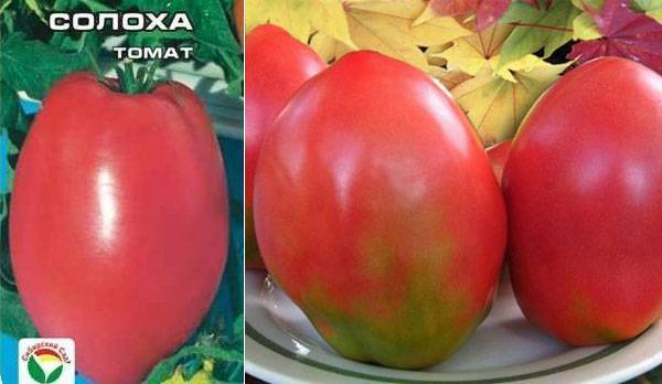 Томат батяня: описание сорта, отзывы, характеристика, фото | tomatland.ru