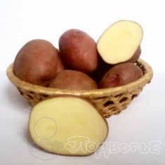 Любава: описание семенного сорта картофеля, характеристики, агротехника