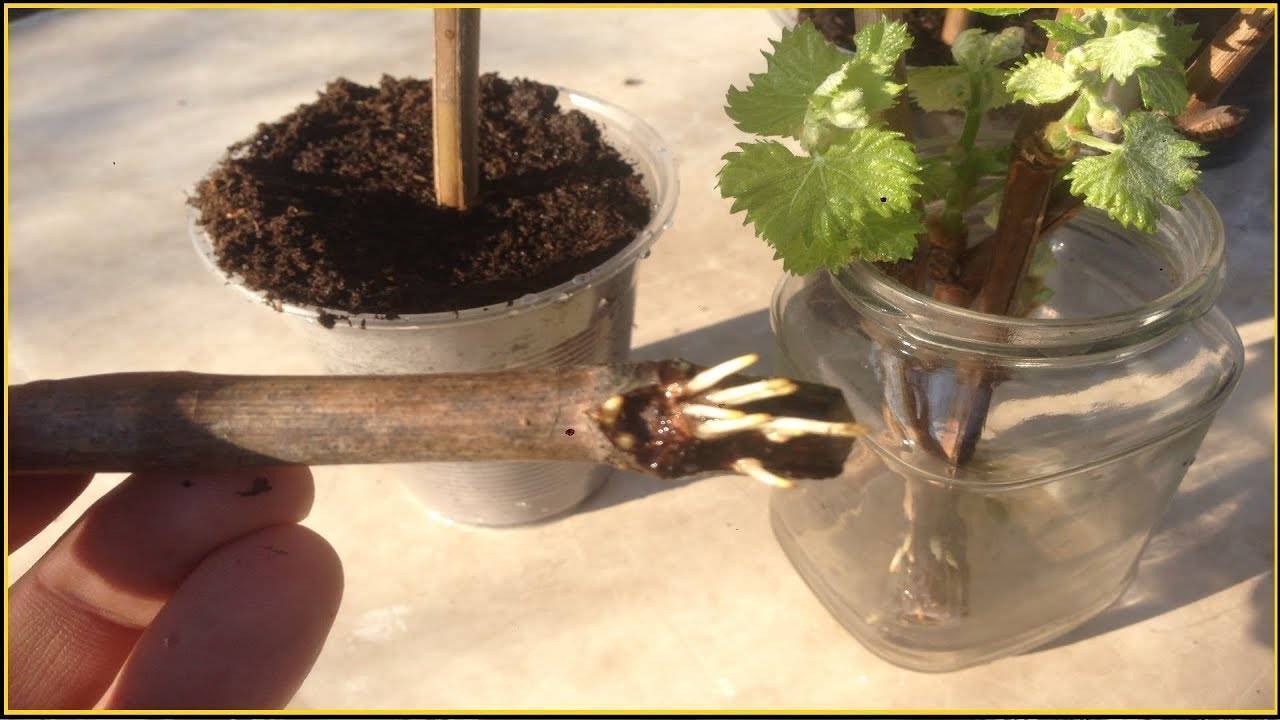 Как посадить виноград черенками весной в открытый грунт, как проращивать черенки
