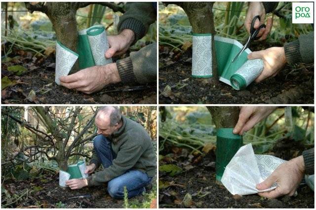 Как сделать ловчий пояс для плодовых деревьев своими руками от муравьев и тли