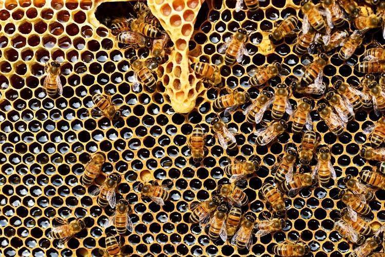 Подкормка пчел весной и осенью: приготовление сиропа, техника кормления